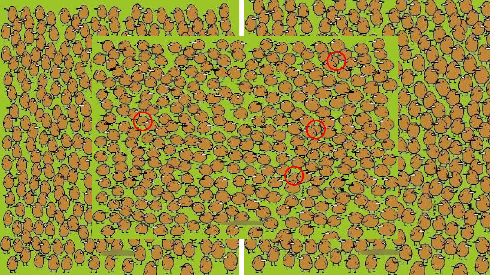 optical illusion challenging quiz viral photo find kiwis in image today google trends brainstorming photo
