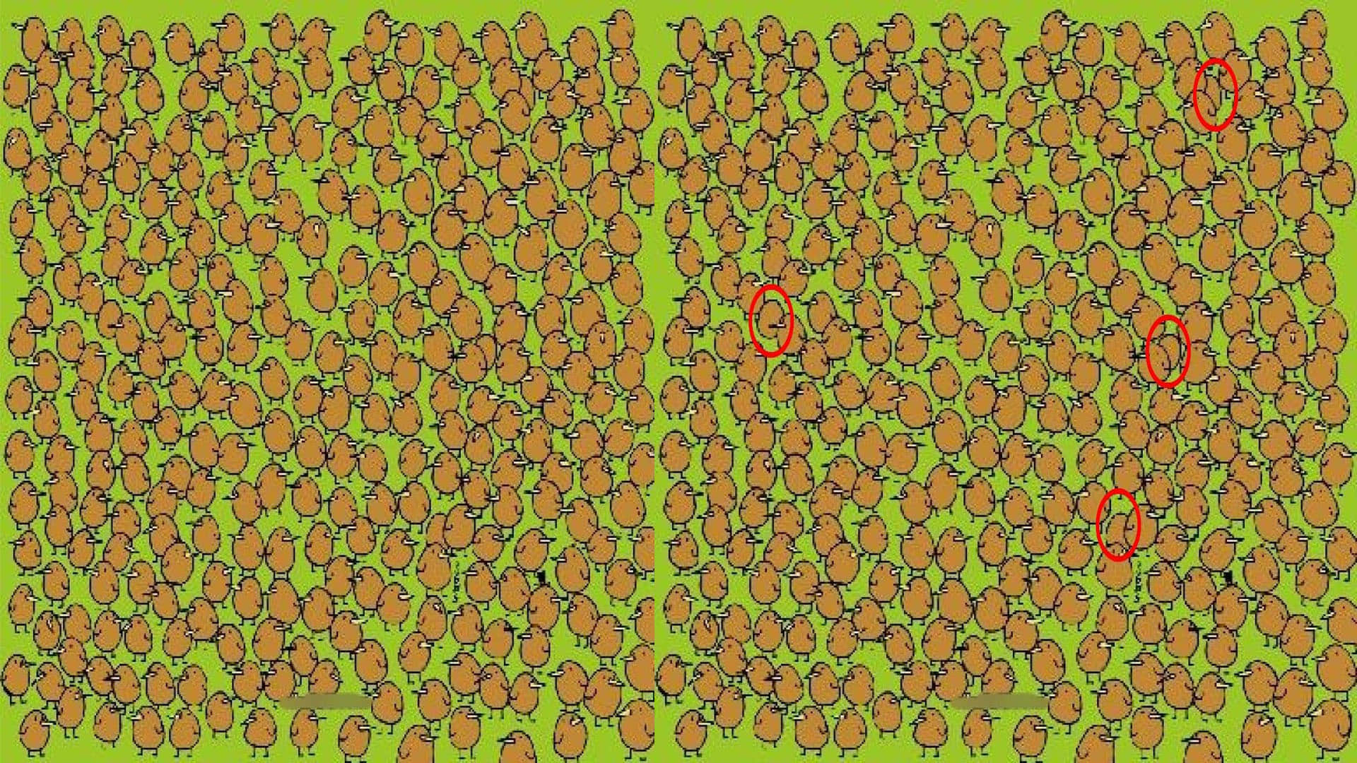 optical illusion challenging quiz viral photo find kiwis in image today google trends brainstorming photo