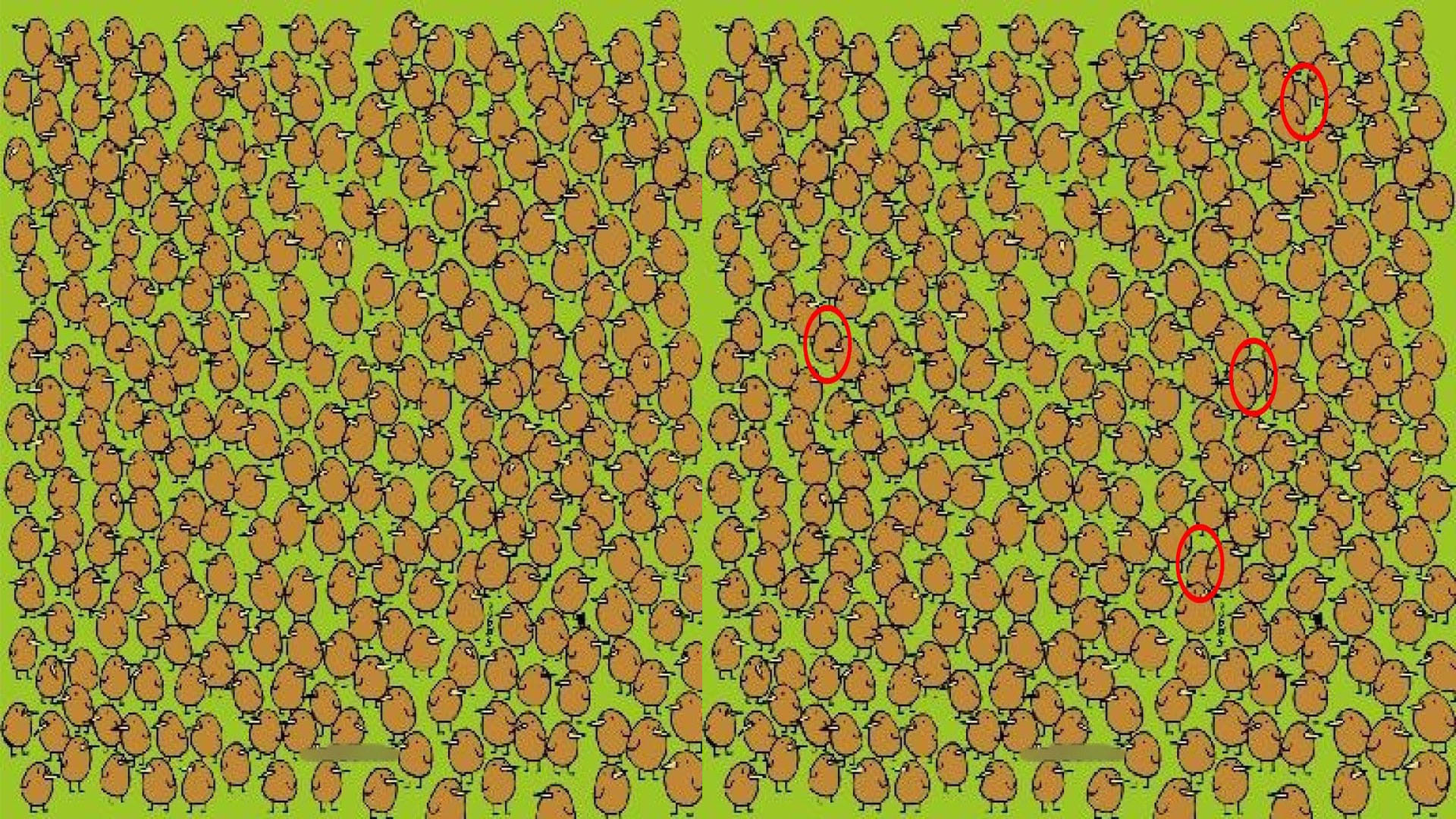 optical illusion challenging quiz viral photo find kiwis in image today google trends brainstorming photo