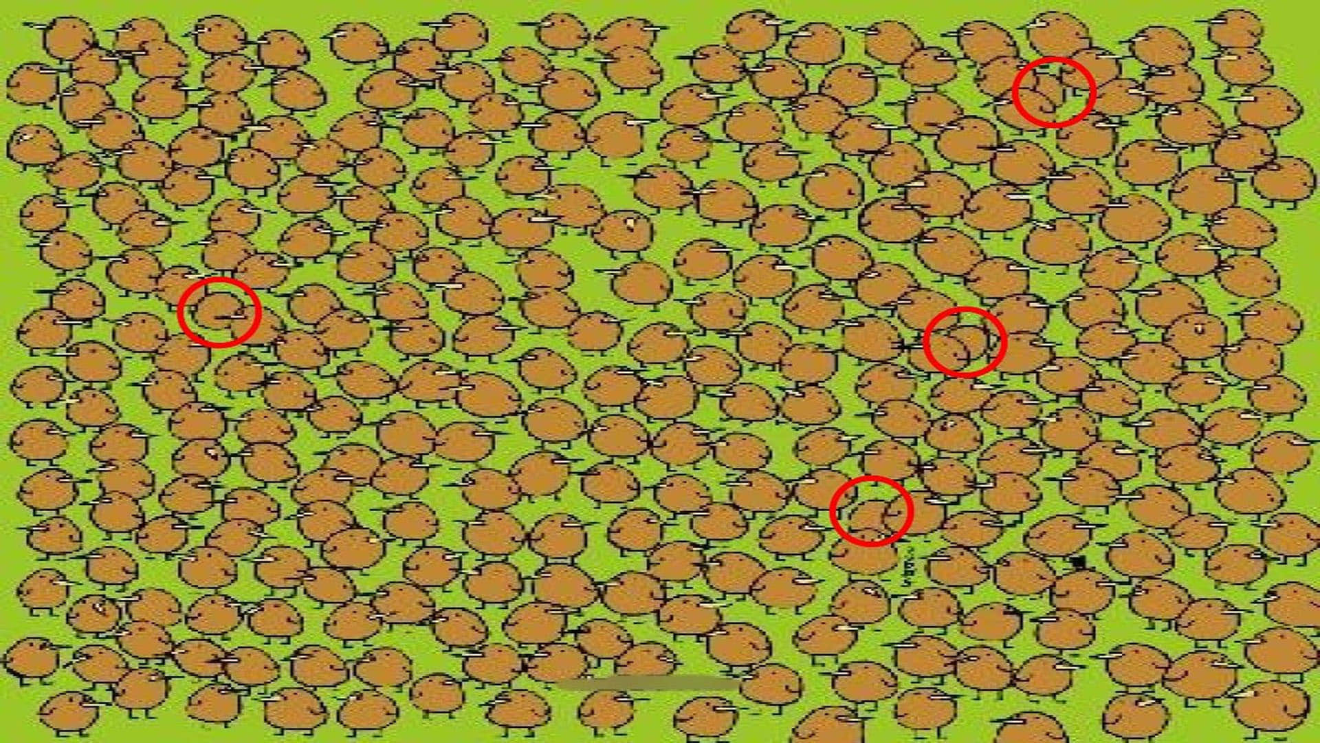 optical illusion challenging quiz viral photo find kiwis in image today google trends brainstorming photo