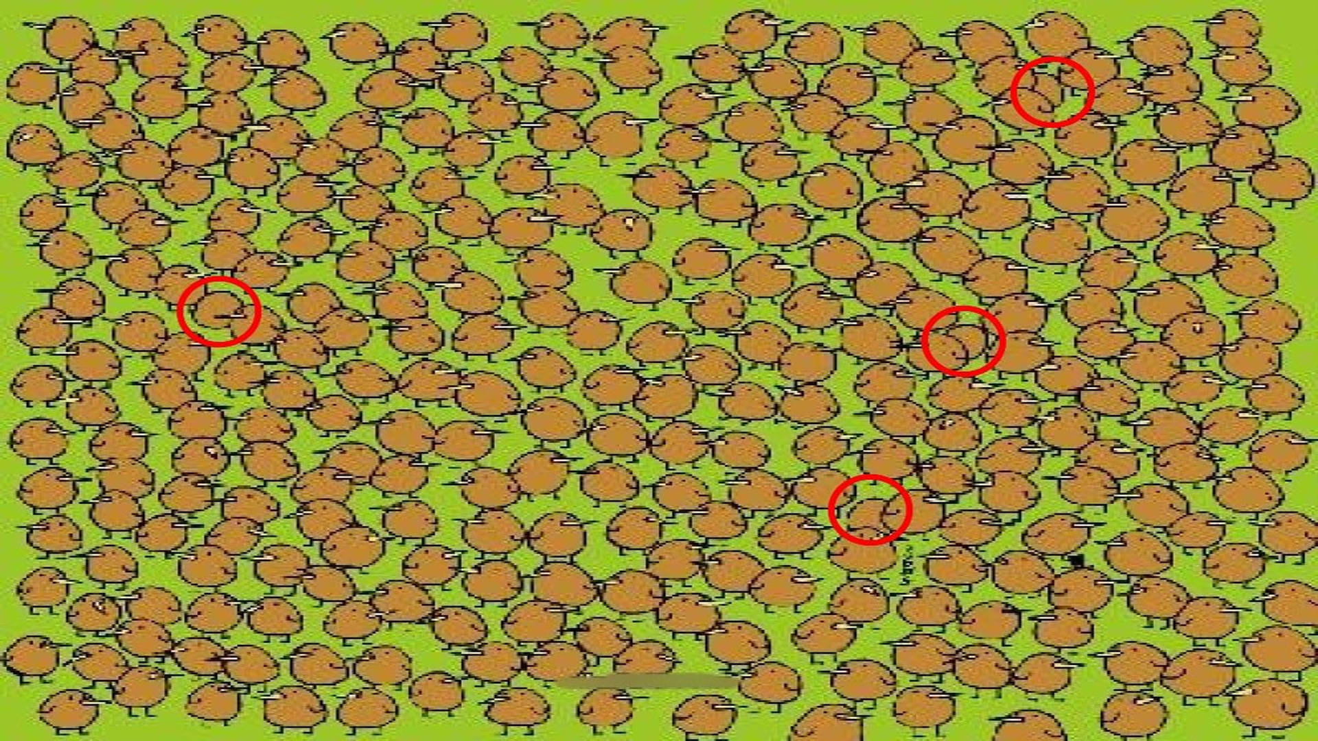 optical illusion challenging quiz viral photo find kiwis in image today google trends brainstorming photo