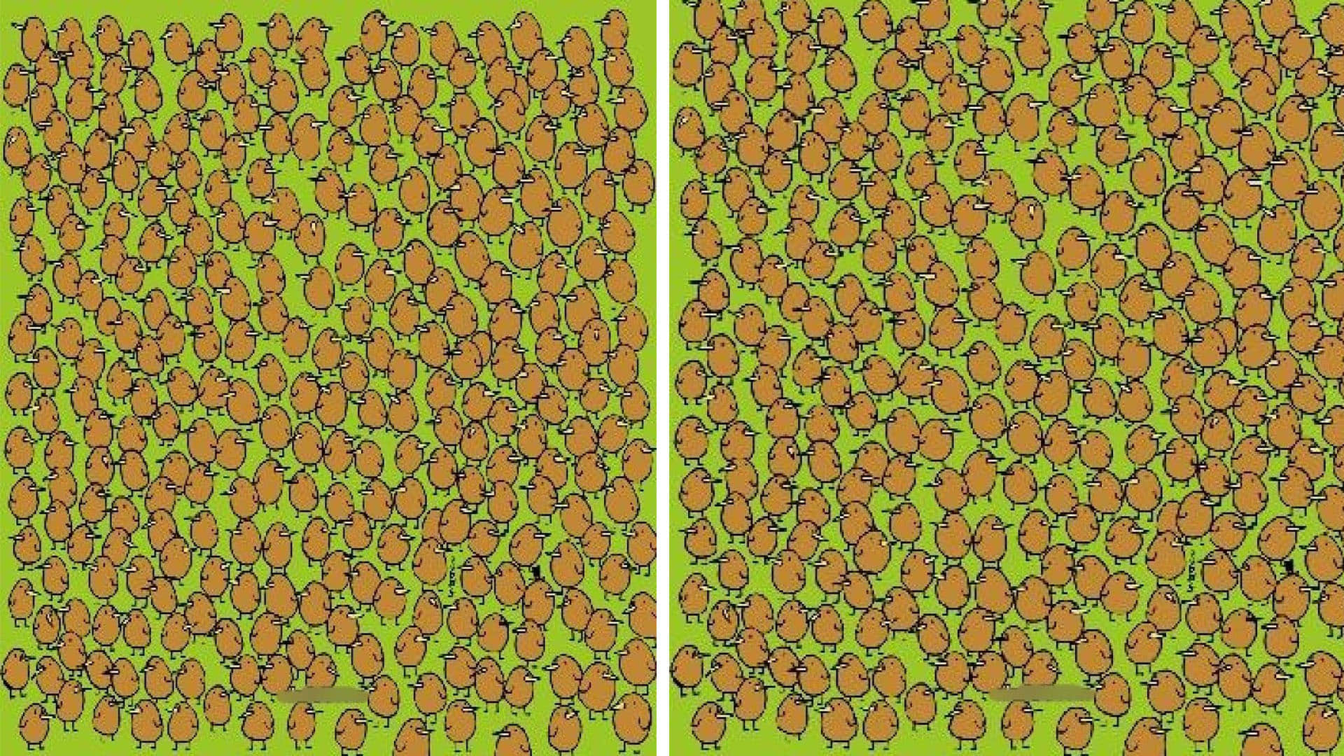 optical illusion challenging quiz viral photo find kiwis in image today google trends brainstorming photo