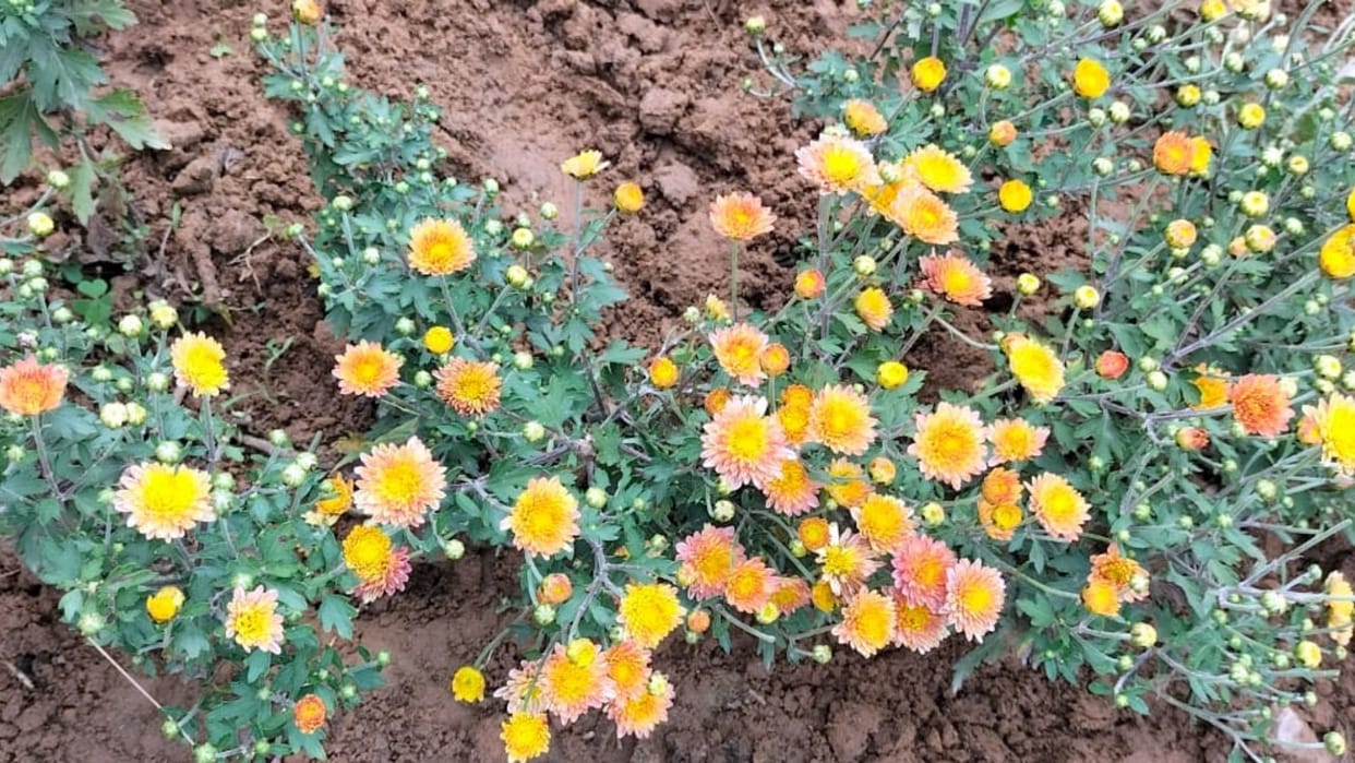 himachal news: Guldaudi Flowers farming by Polytunnel Technique