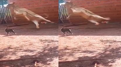 Viral Video:बिल्ली ने गाय को मारा ऐसा पंजा, फिर जो हुआ देखकर आंखों पर नहीं  होगा यकीन - Viral Video Funny Video Of Cat And Cow Fight Viral On Social  Media -