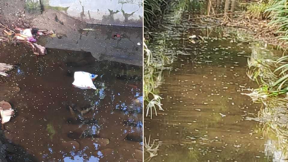 Malaria and Chikungunya may spread due to waterlogging in Chandigarh