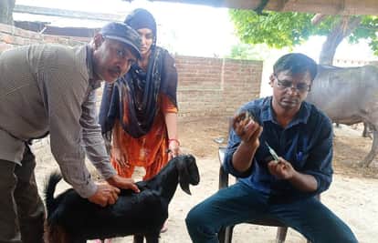 फोटो-27- उजागरपुरवा में बकरी का वैक्सिनेशन करते पशु चिकित्साधिकारी डॉ आरके गौतम