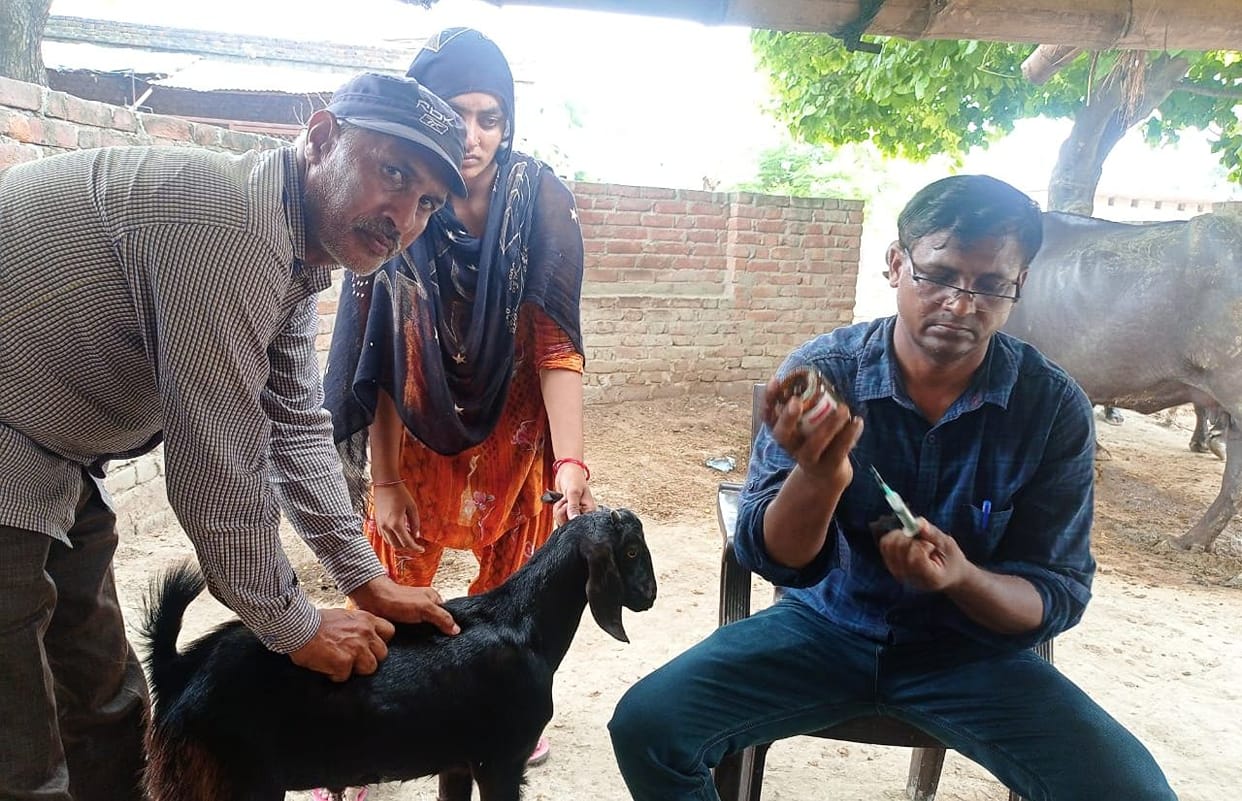 Hardoi, The team arrived to investigate the death of goats due to disease