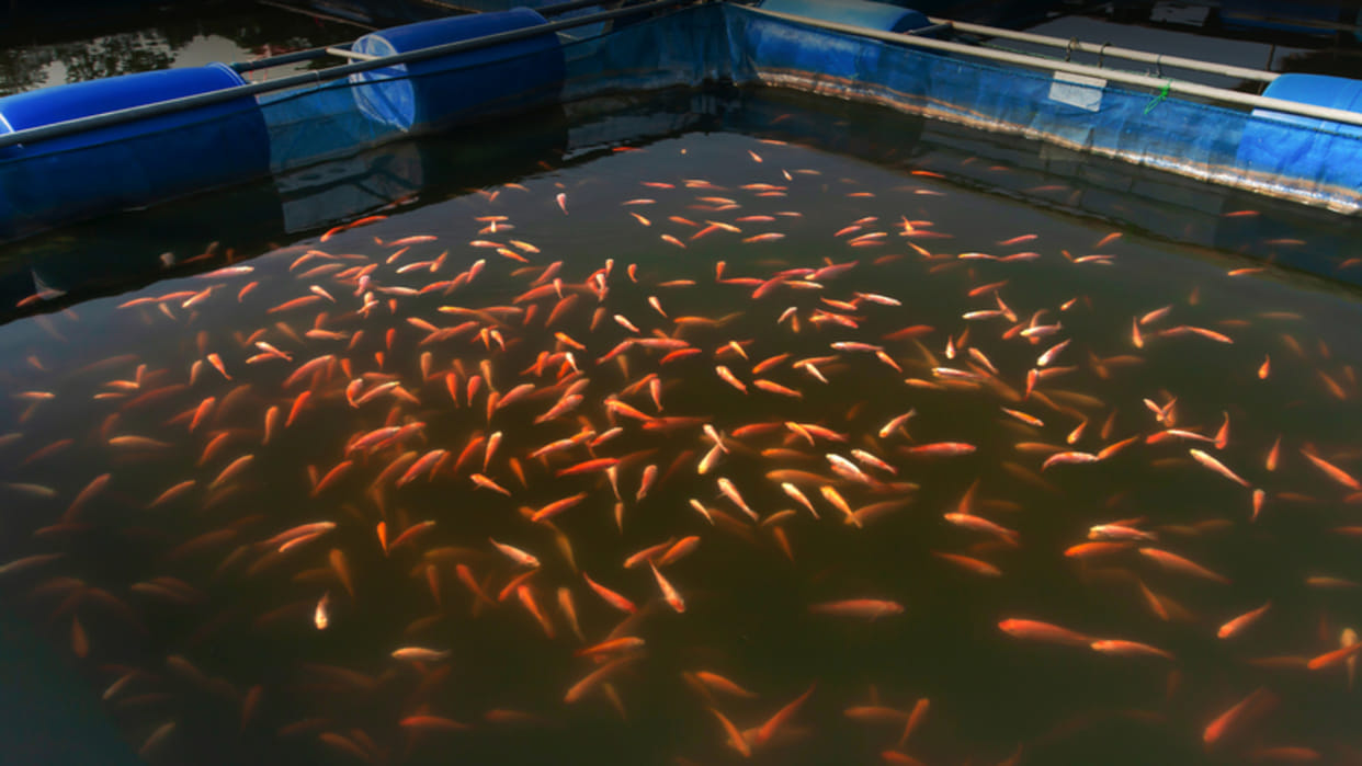 Business Idea By Starting Fish Farming you can earn lakhs of rupees know all details here