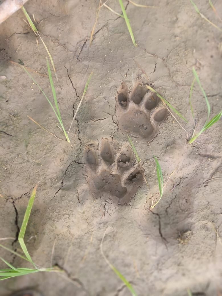 Panic due to movement of tiger in Bilsanda and leopard in Amaria