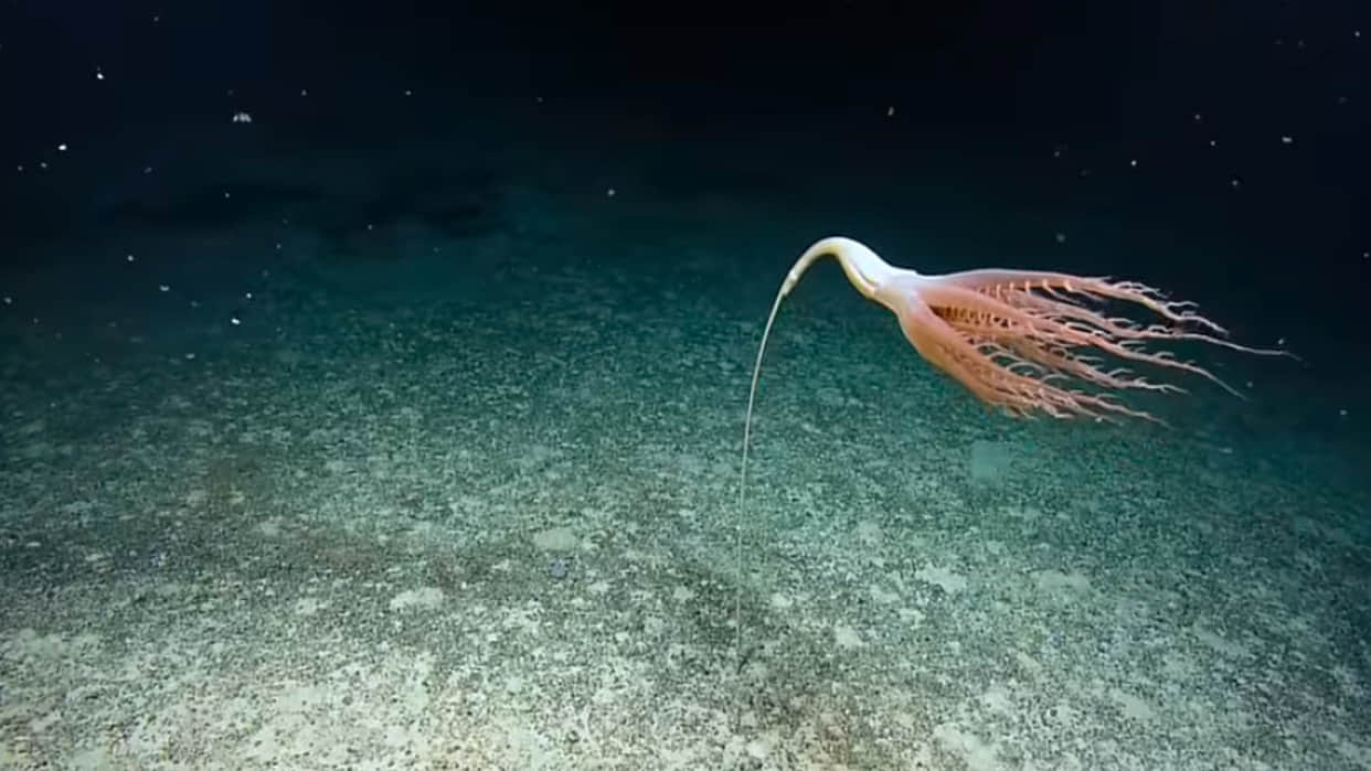 Mysterious Creature Found in Pacific Ocean Know About Solubellula Sea Pen