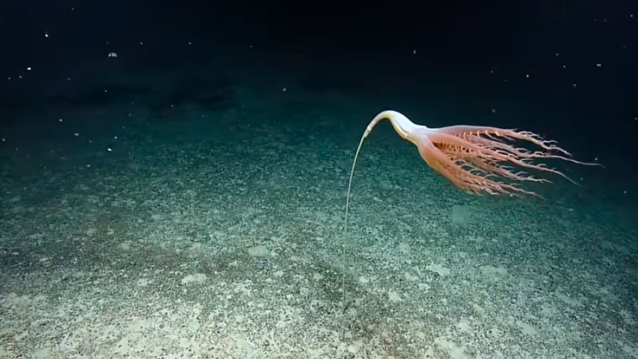 Mysterious Creature Found in Pacific Ocean Know About Solubellula Sea Pen