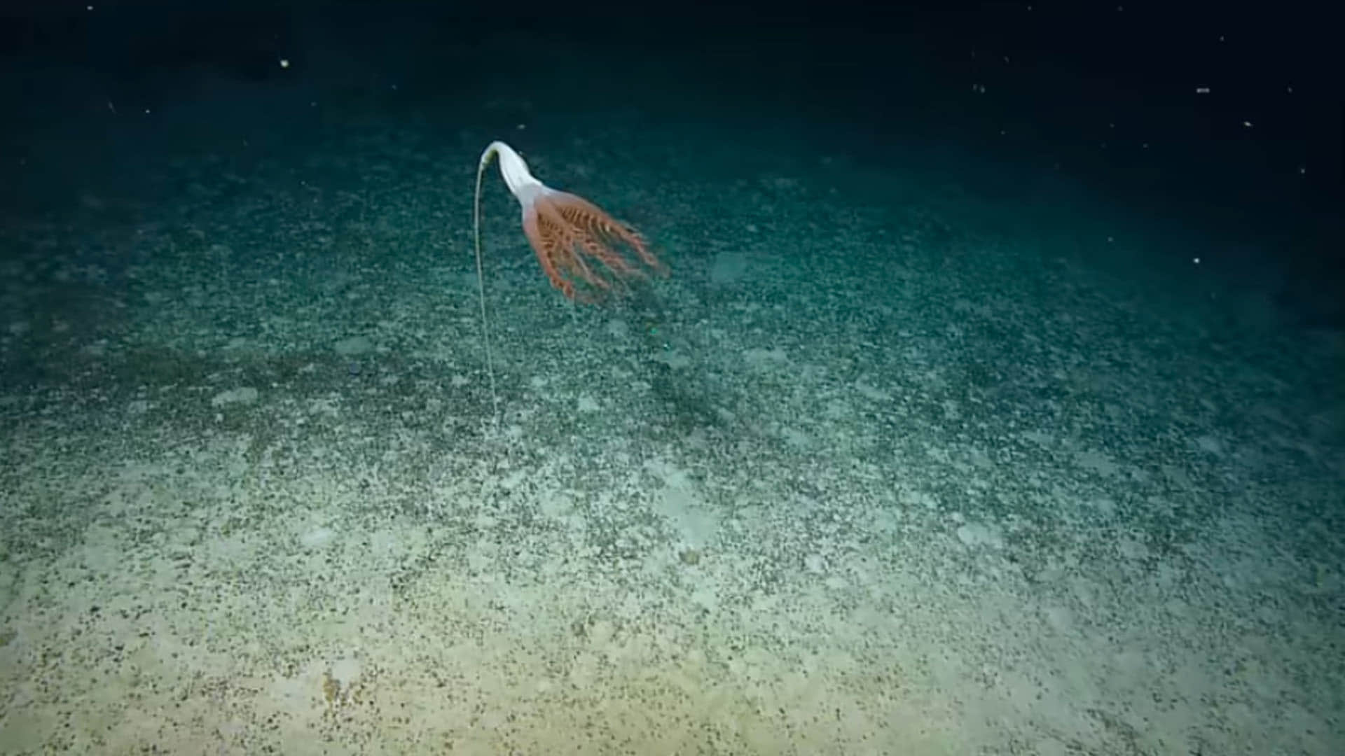 Mysterious Creature Found in Pacific Ocean Know About Solubellula Sea Pen
