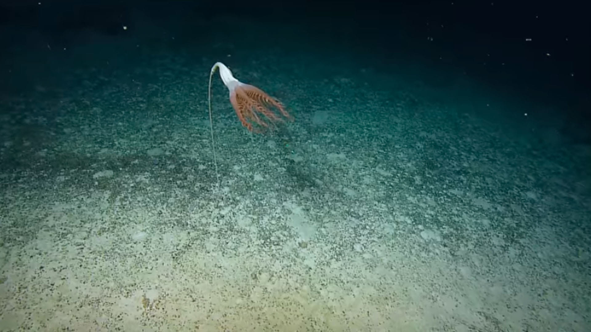 Mysterious Creature Found in Pacific Ocean Know About Solubellula Sea Pen
