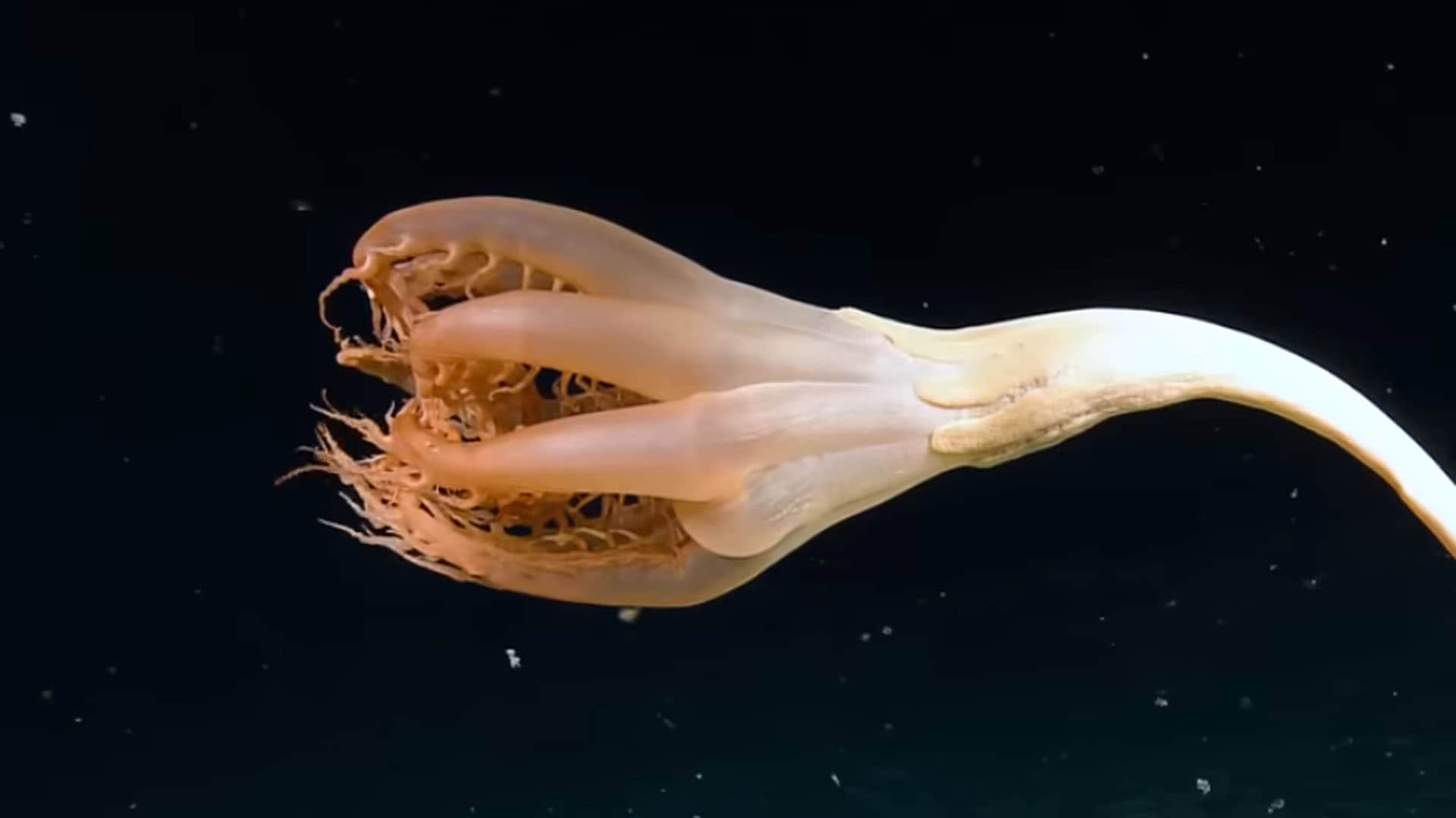 Mysterious Creature Found in Pacific Ocean Know About Solubellula Sea Pen