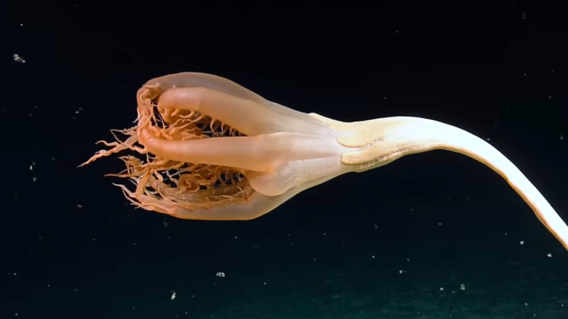 Mysterious Creature Found in Pacific Ocean Know About Solubellula Sea Pen