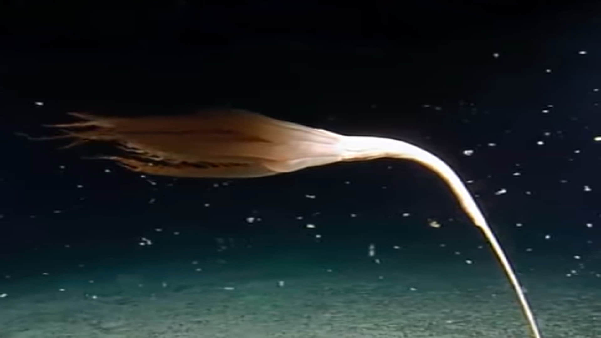 Mysterious Creature Found in Pacific Ocean Know About Solubellula Sea Pen