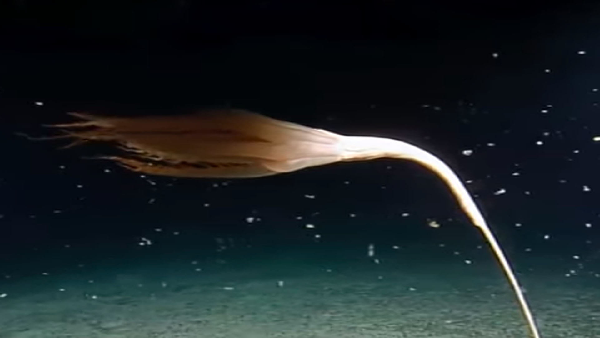 Mysterious Creature Found in Pacific Ocean Know About Solubellula Sea Pen