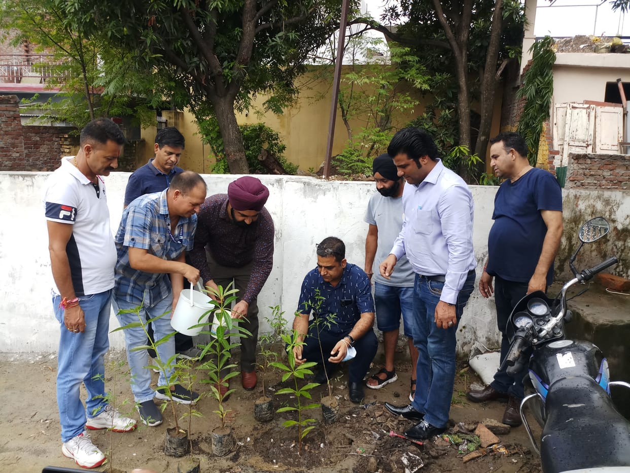 tree plantation