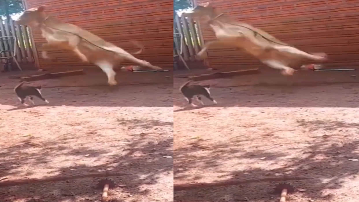 Viral Video funny video of cat and cow fight viral on social media