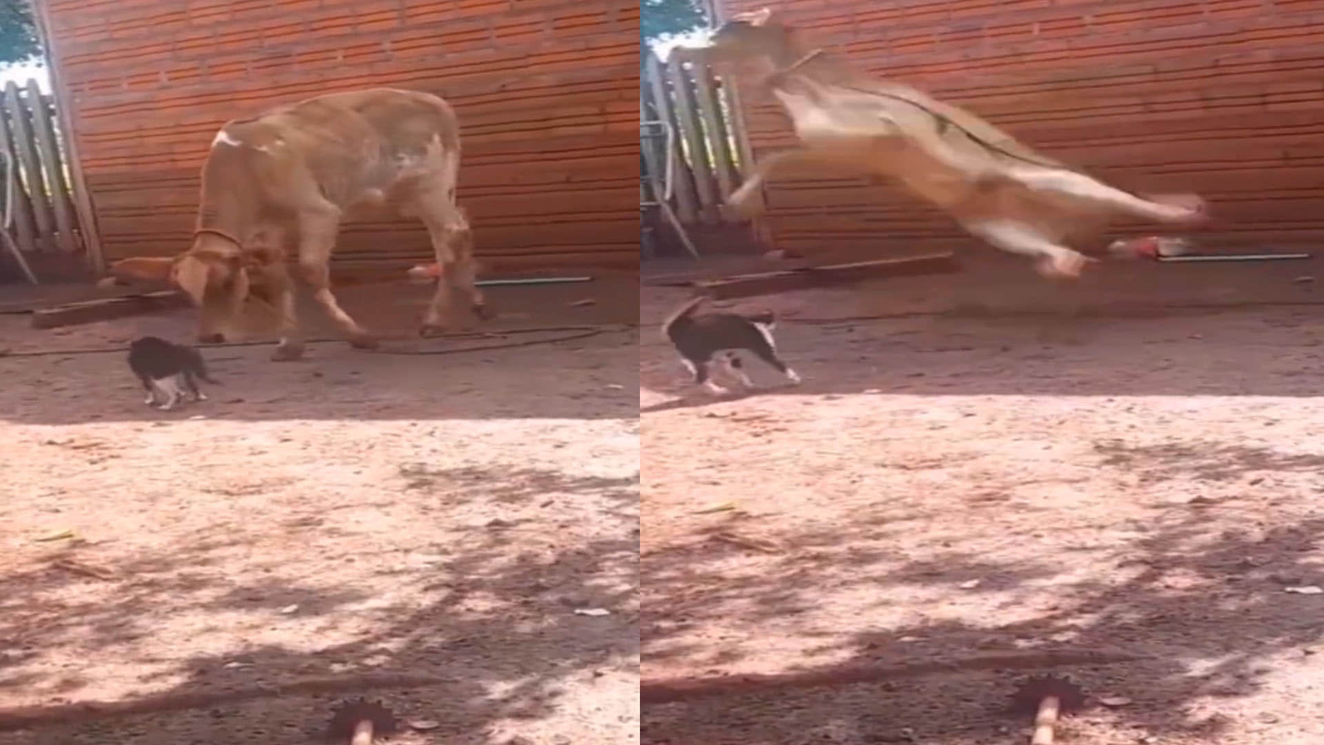 Viral Video funny video of cat and cow fight viral on social media