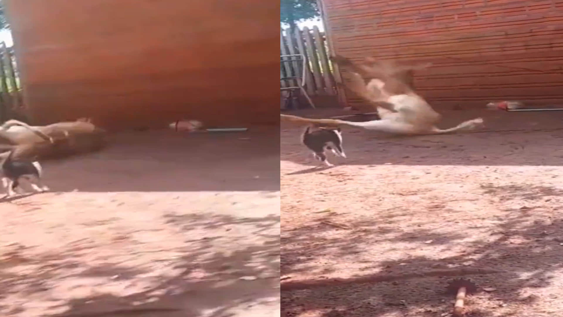Viral Video funny video of cat and cow fight viral on social media