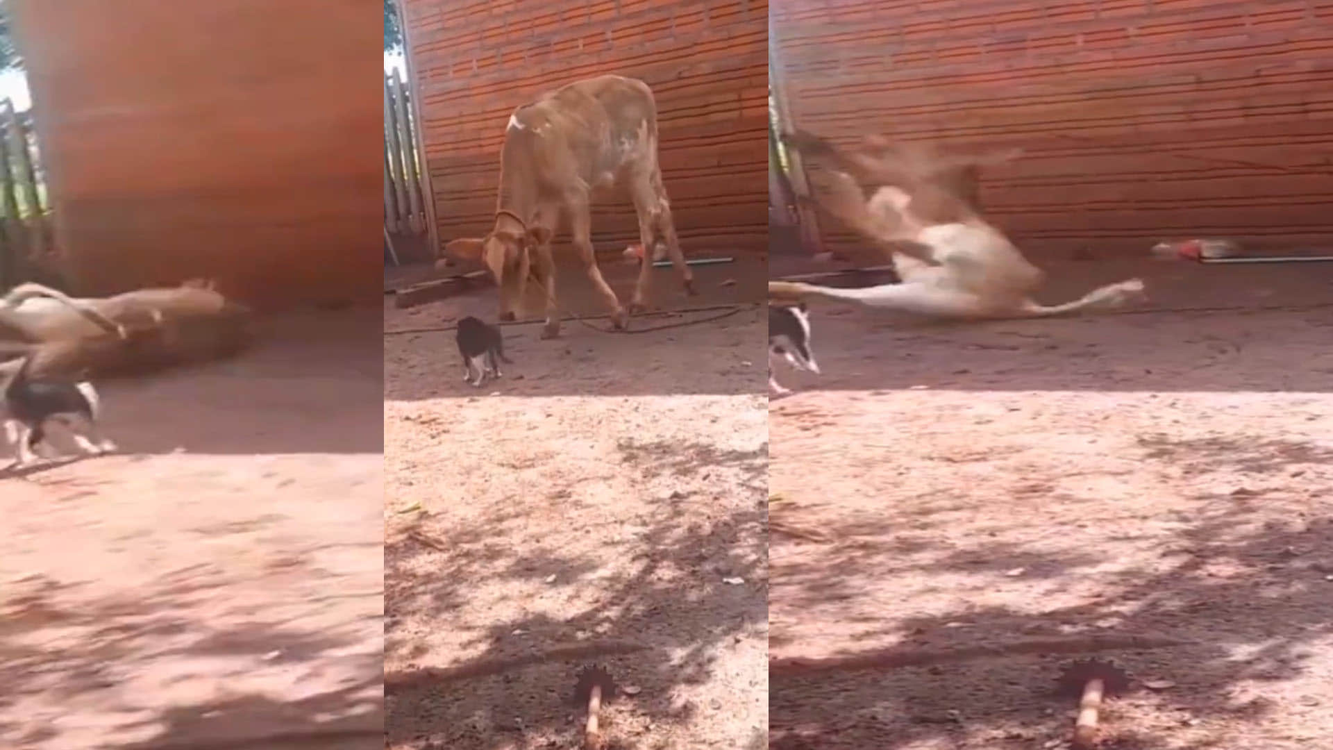 Viral Video funny video of cat and cow fight viral on social media