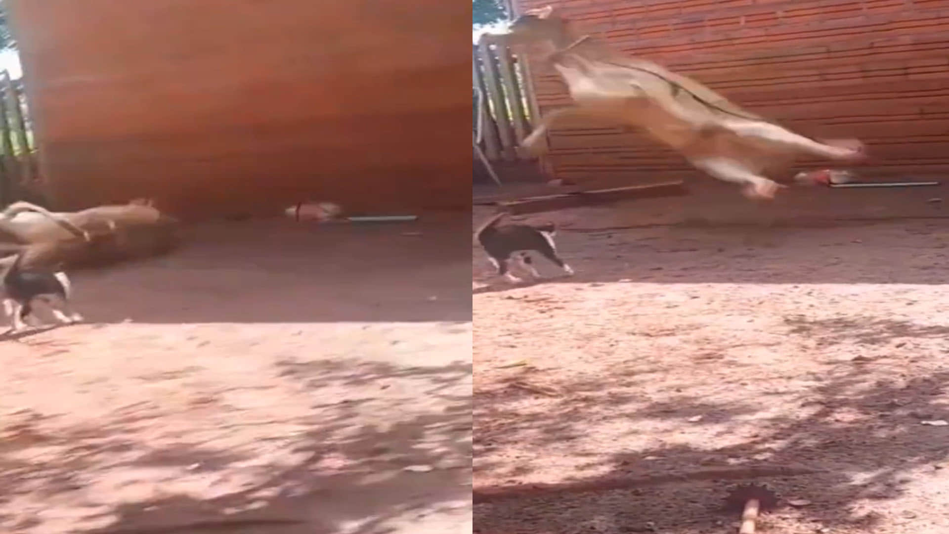Viral Video funny video of cat and cow fight viral on social media