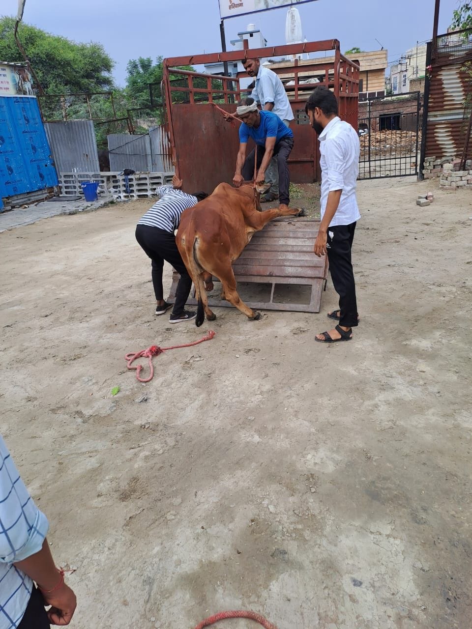 Campaign to remove animals from roads