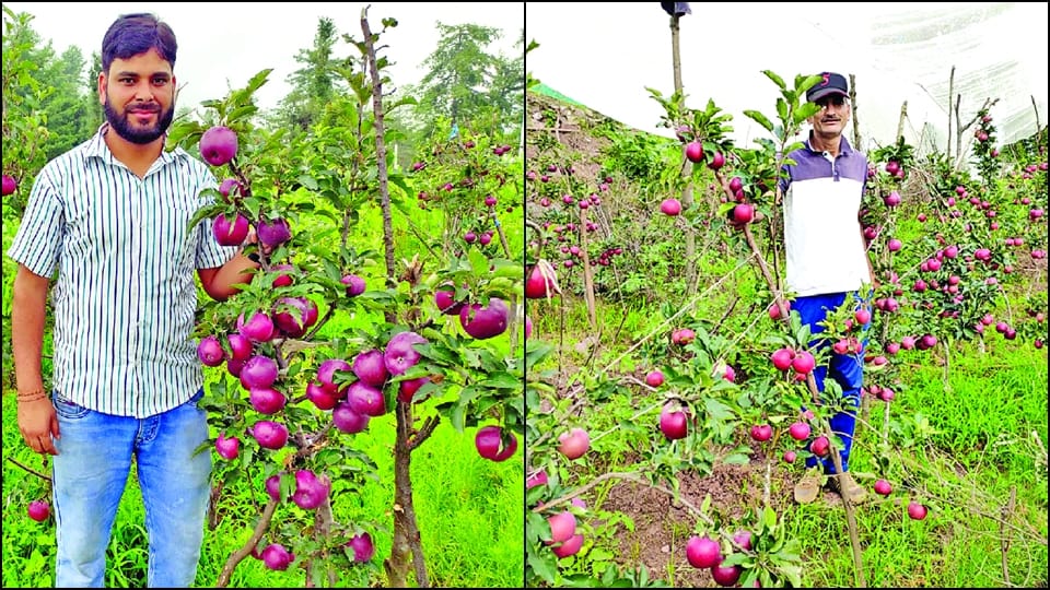 Jammu Kashmir: Bumper apple crop in Panchairi surprised people