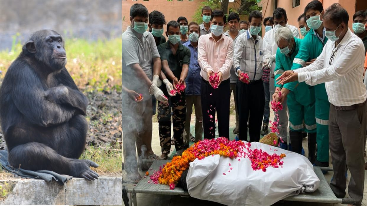 lucknow zoo chimpanzee jason Died Nikitha Sad who spent 15 years in lucknow zoo