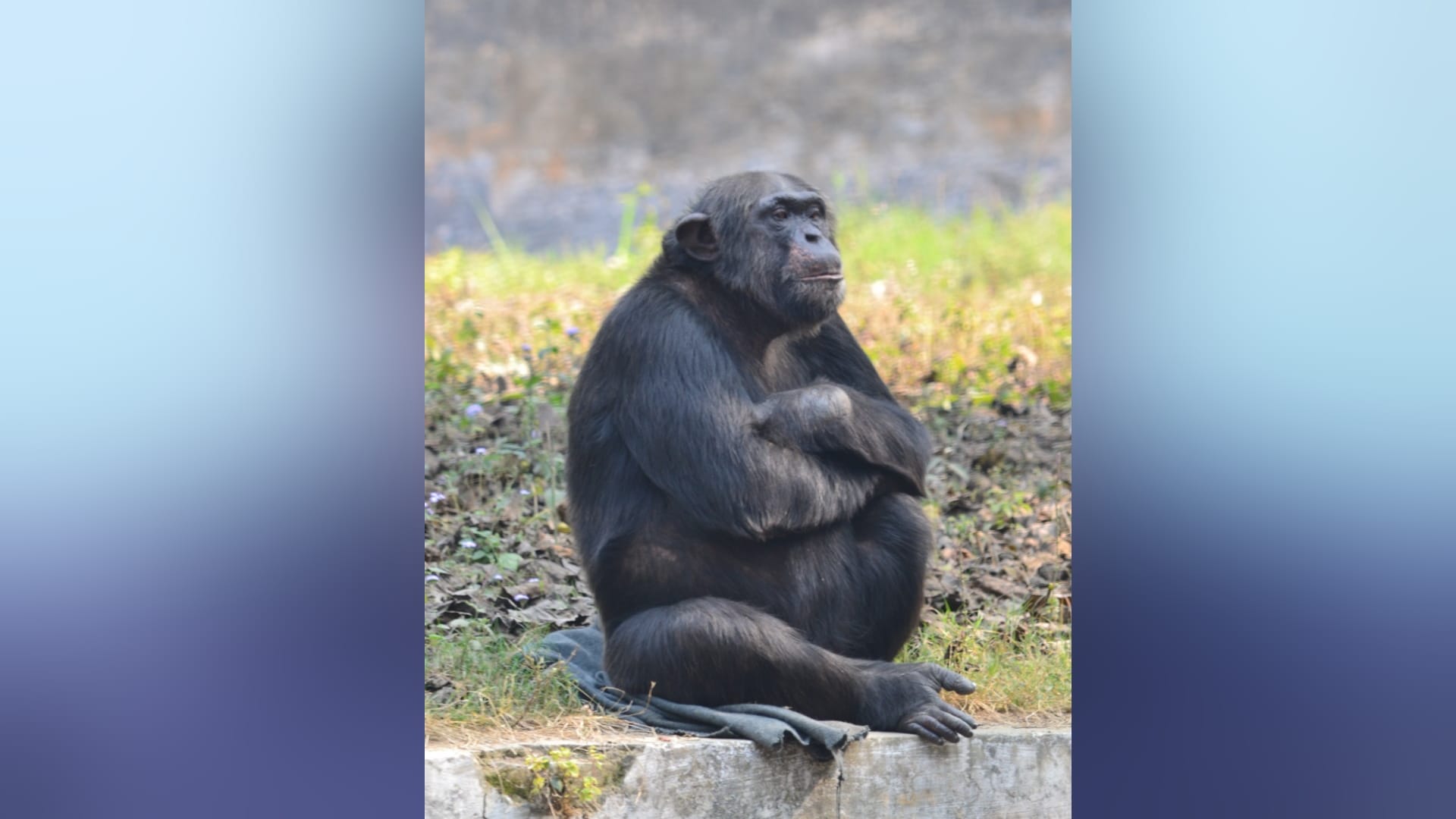 lucknow zoo chimpanzee jason Died Nikitha Sad who spent 15 years in lucknow zoo