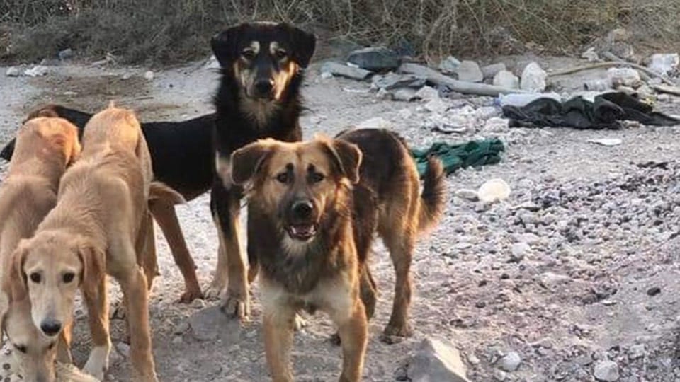Qatar When a dog bites a child attackers killed 29 dogs huge uproar on social media