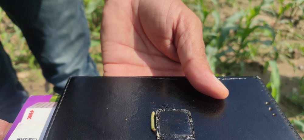 Agriculture department constituted survey committee for fall army worm