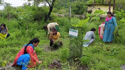 हरेला घी संग्रांद महाअभियान के छठवें दिन पौधरोपण करतीं महिलाएं।