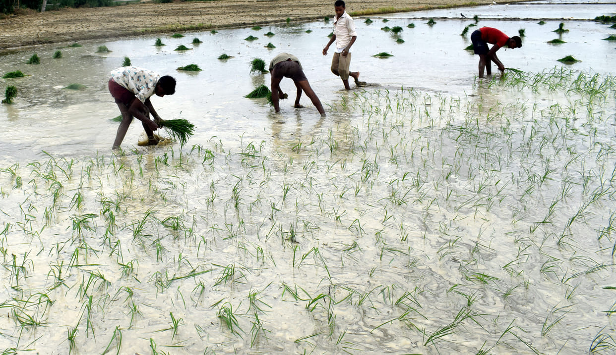 rice tranplantation become fast after rain