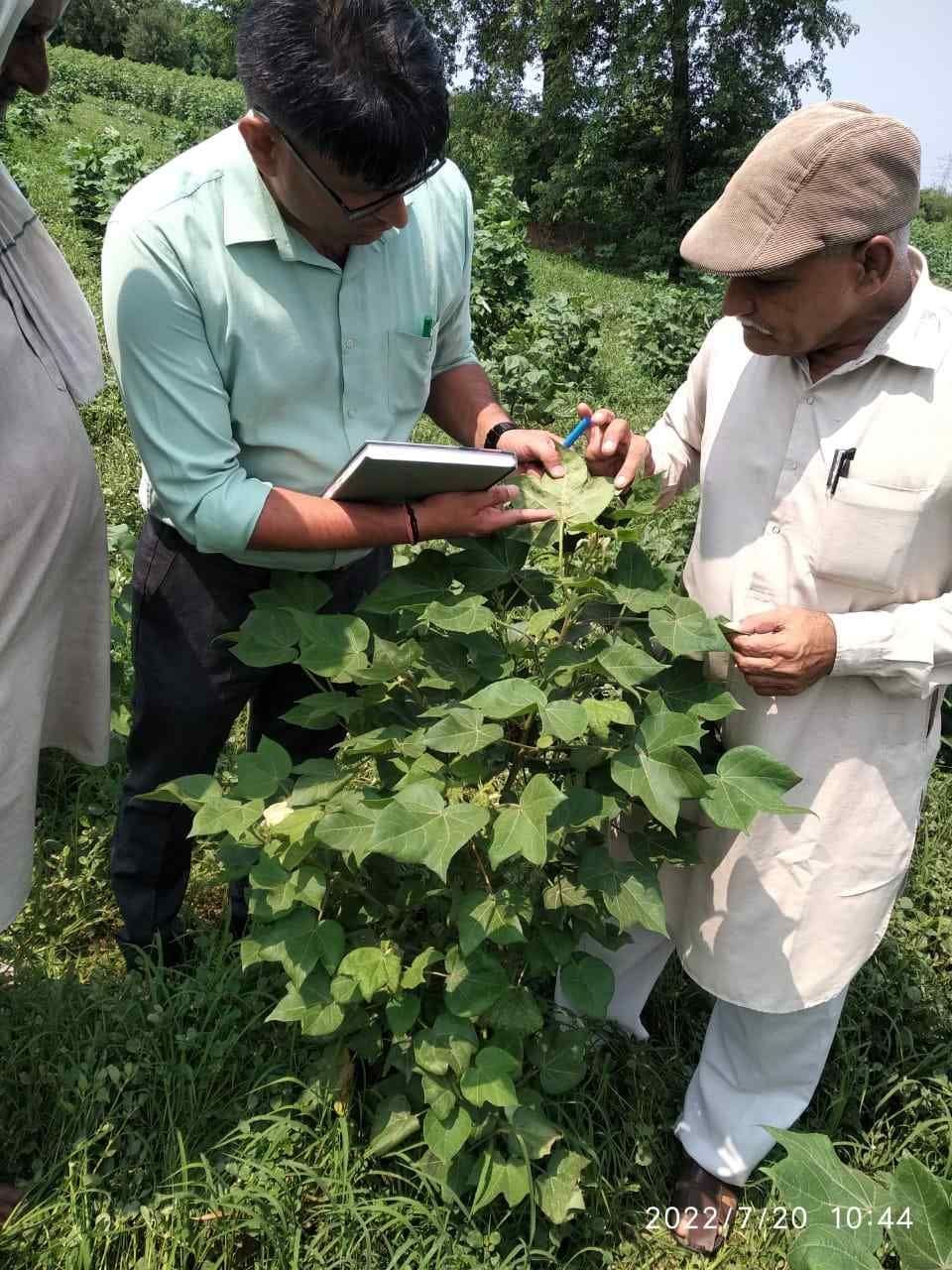Cotton crops getting damaged due to white fly infestation