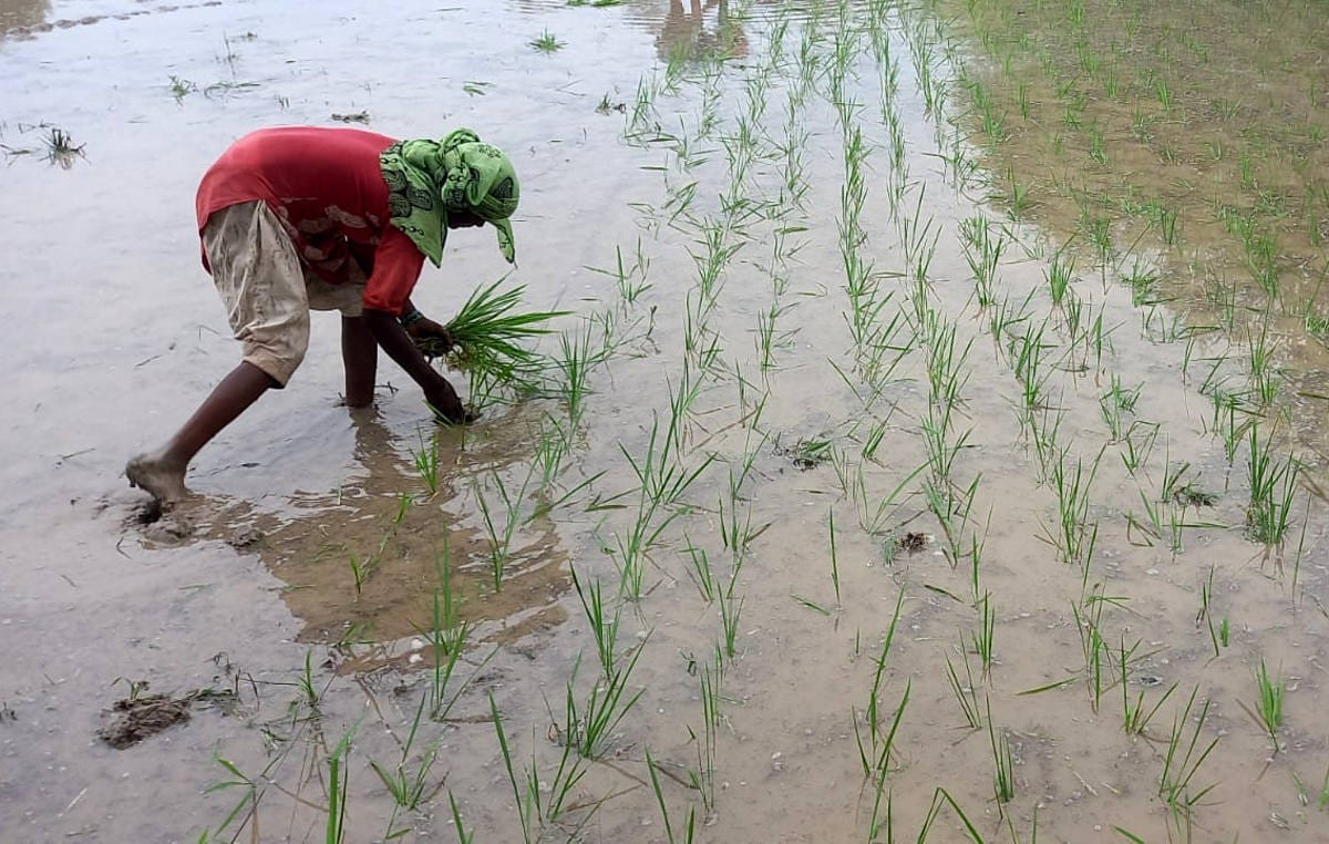 Farmers will also export Basmati along with farming