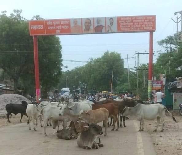 Anna animals on the roads, people are afraid of an accident