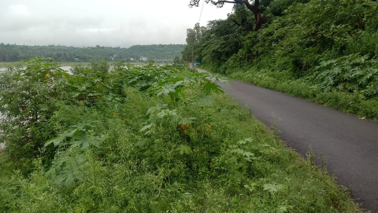 People upset due to bushes growing in the road on the banks of river Beas