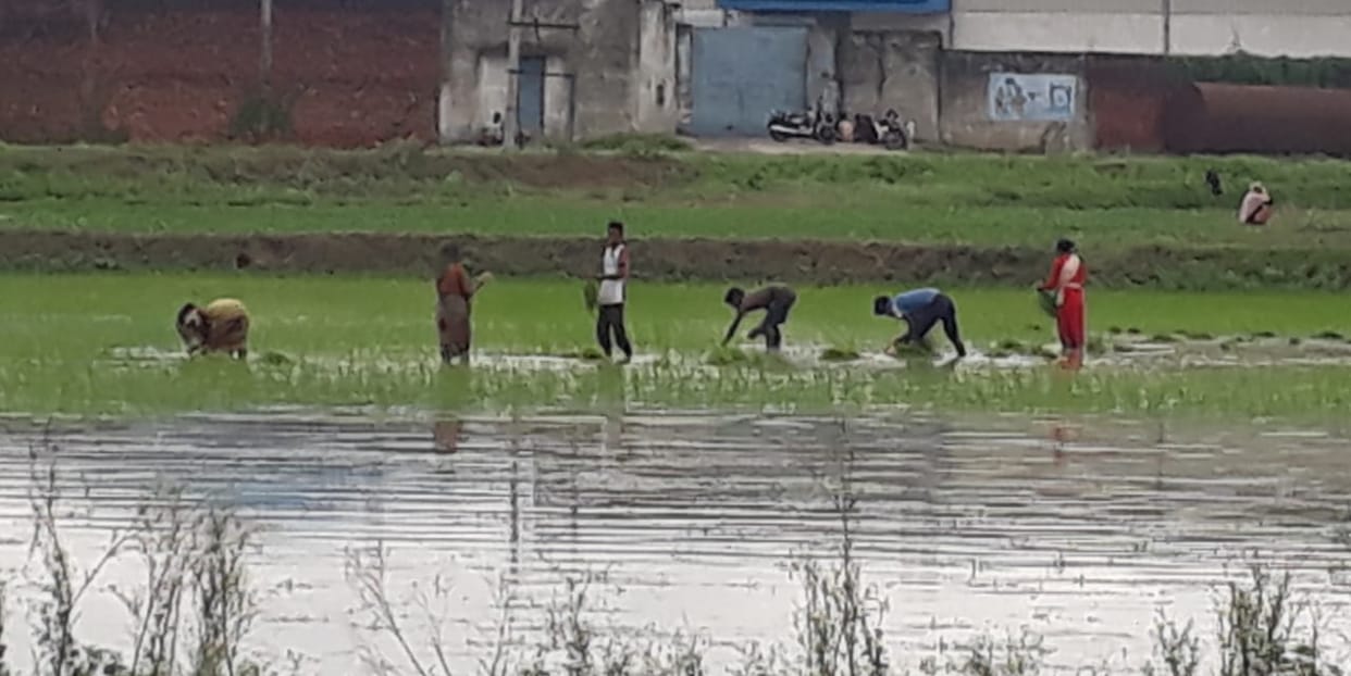 Rainy relief for farmers increase in paddy transplantation