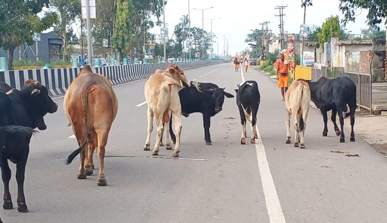 Danger from stray animals on Kanwar road, fear of accident