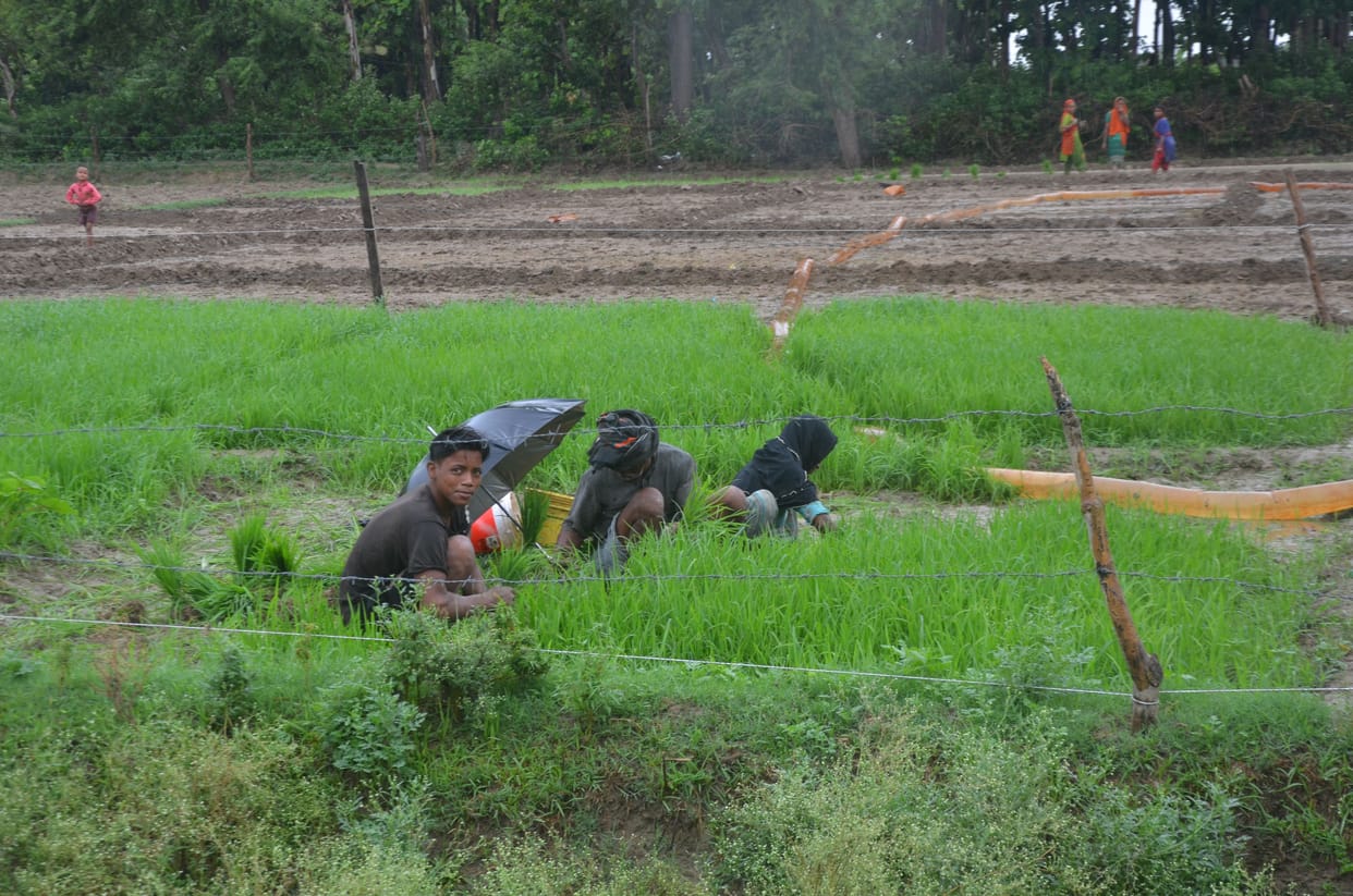 The clouds remained kind on the second day, paddy transplantation intensified