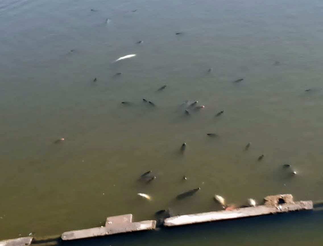Thousands of fish died again in Dadhichi Kund