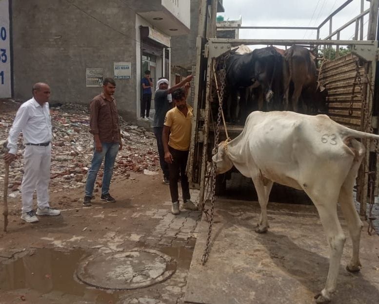 The area where the elderly woman died due to the collision of the cow, the municipal corporation caught the animal from there
