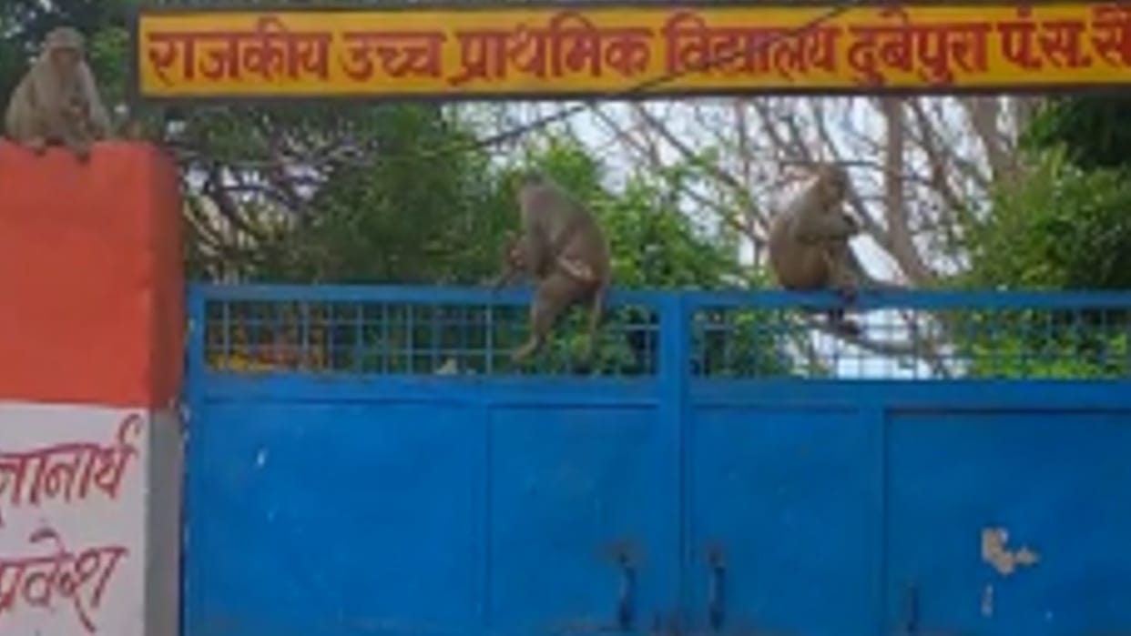 terror of monkeys in Dubepura villagers protested against the administration by locking the school