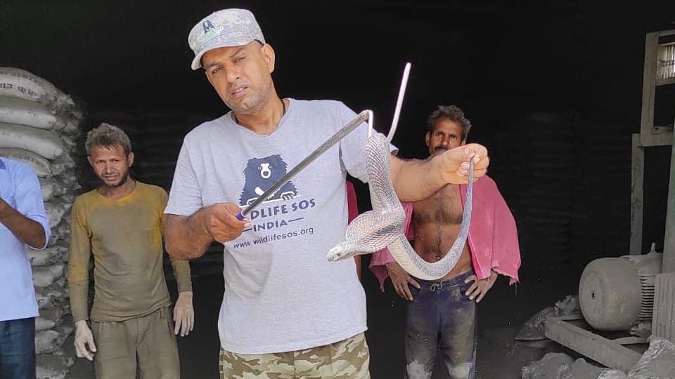 Wildlife SOS Rapid Response Unit rescues snakes and monitor lizards in Agra