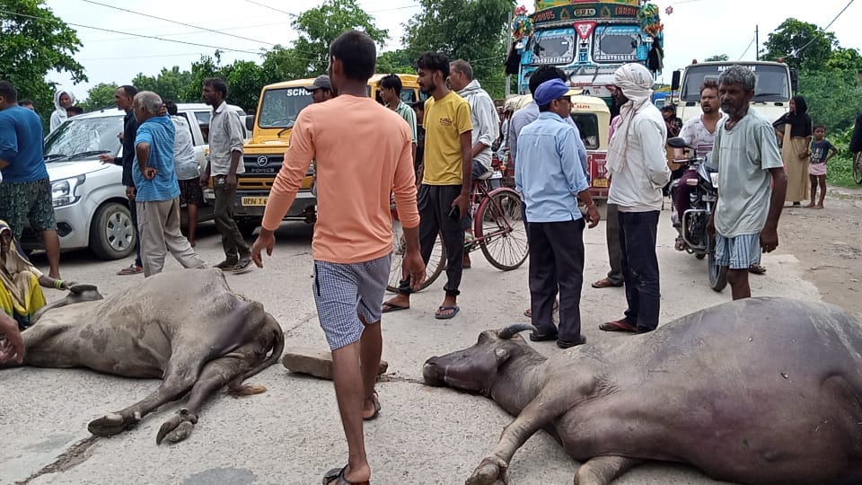Hathras: Two buffaloes died due to current, jam was imposed on Jalesar road