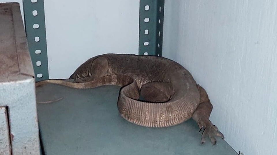 Wildlife SOS Rapid Response Unit rescues snakes and monitor lizards in Agra