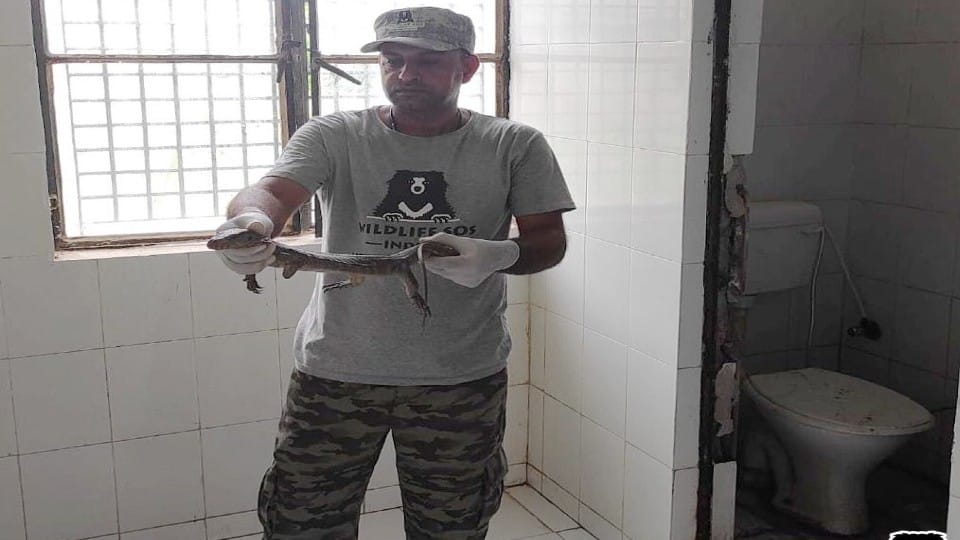 Wildlife SOS Rapid Response Unit rescues snakes and monitor lizards in Agra
