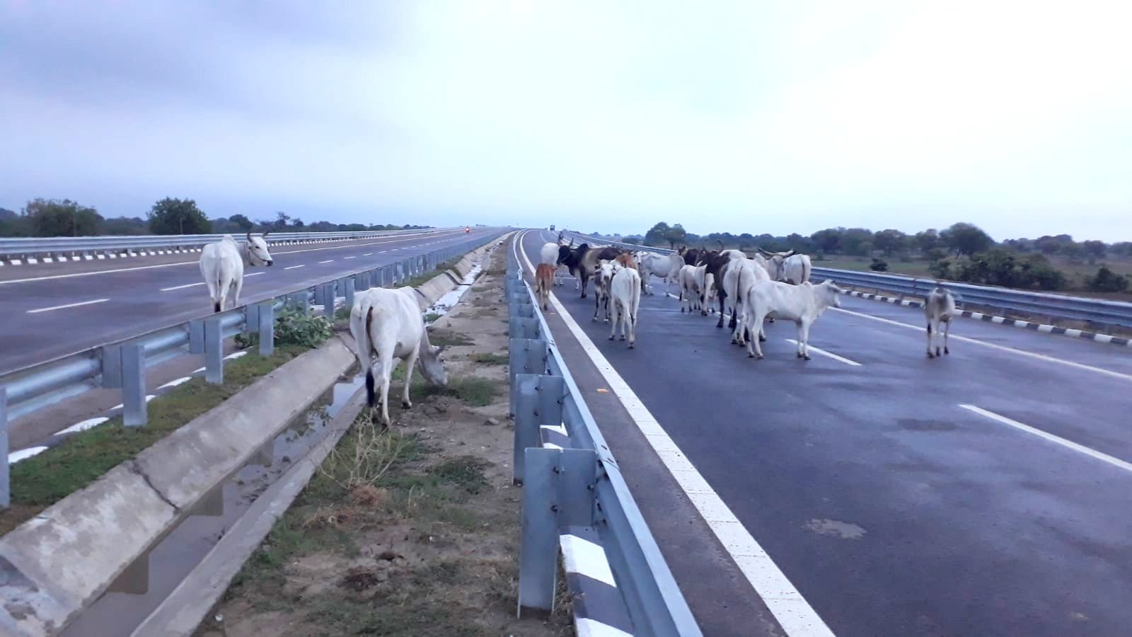 Bundelkhand Expressway's soil cut in Auraiya, cattle occupied in Mahoba